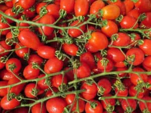 sweetest tomatoes