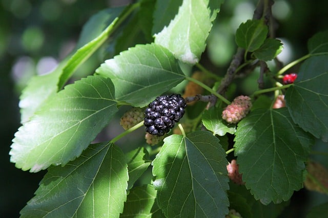 is-it-safe-to-eat-mulberries-your-homestead-journey